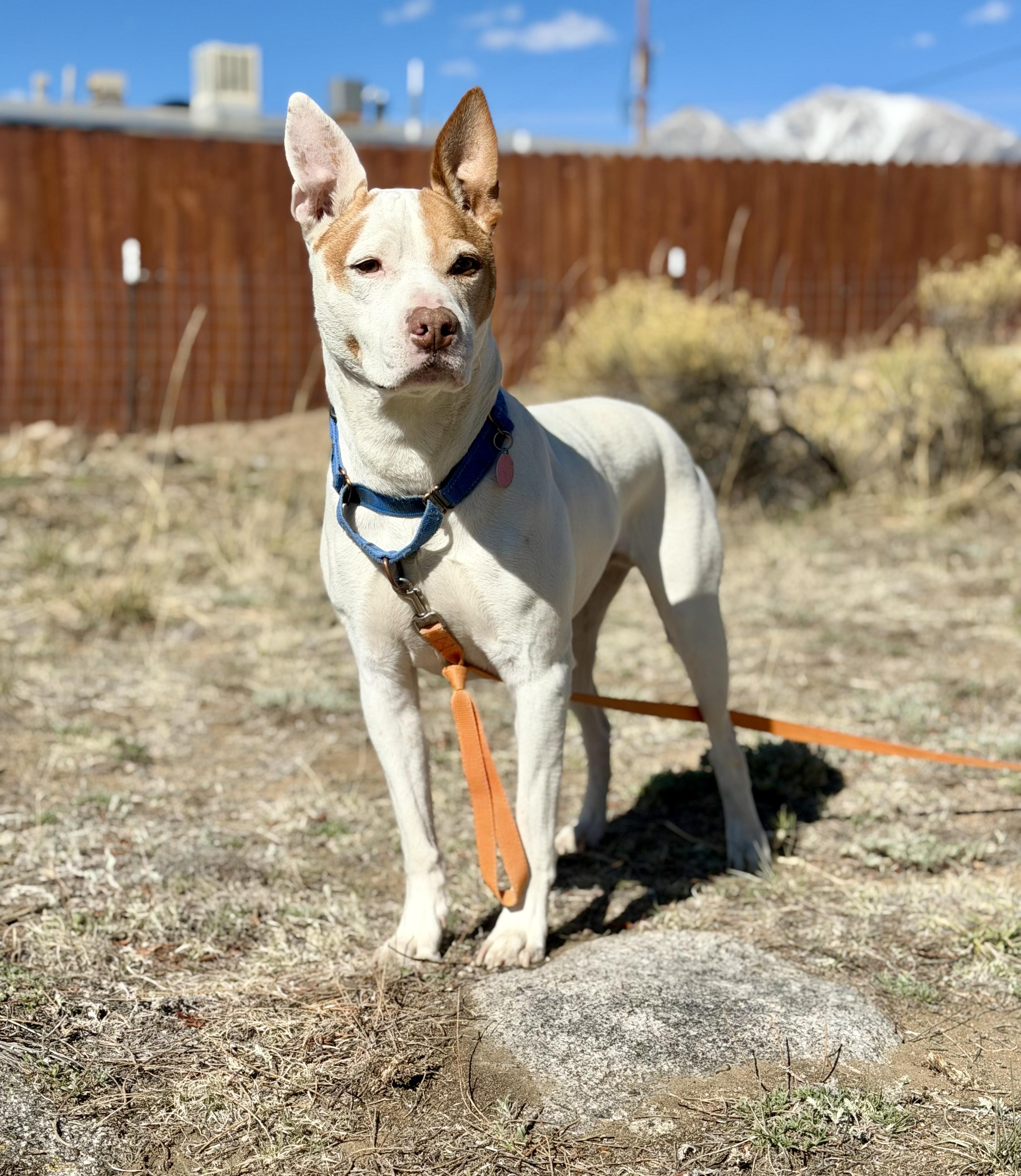 Enlarge Miller, a ADOPTABLE mixed breed in Buena Vista, CO image 1/3