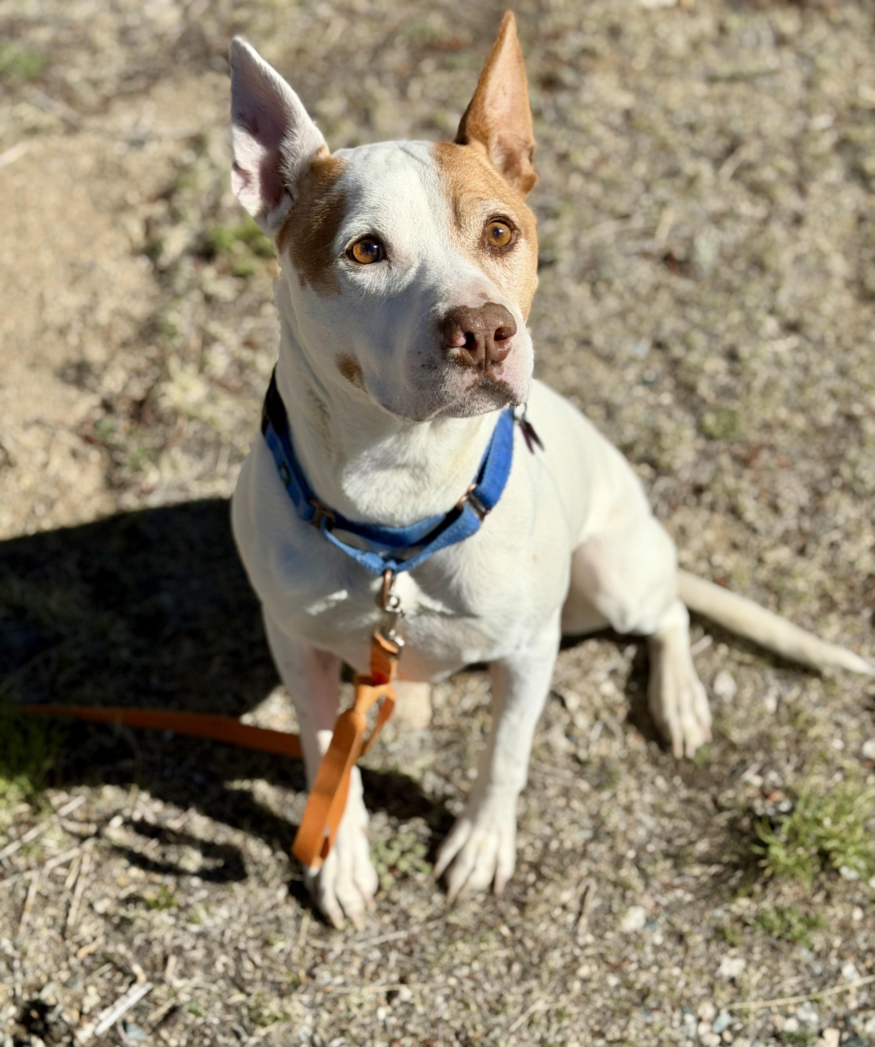 Enlarge Miller, a ADOPTABLE mixed breed in Buena Vista, CO image 3/3
