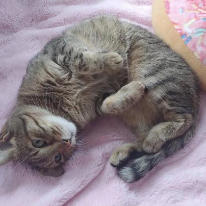 Sirsha (Bibi), Adoptable, Adult Female Domestic Short Hair & Domestic Short Hair.