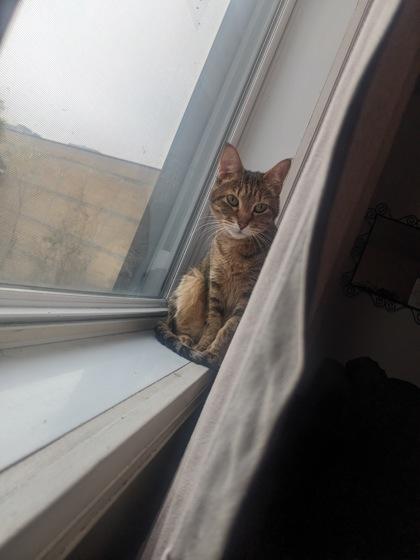 Sirsha (Bibi), a Adoptable Domestic Short Hair in Montreal, QC image 2/3