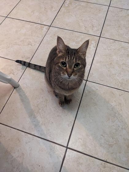 Sirsha (Bibi), a Adoptable Domestic Short Hair in Montreal, QC image 3/3