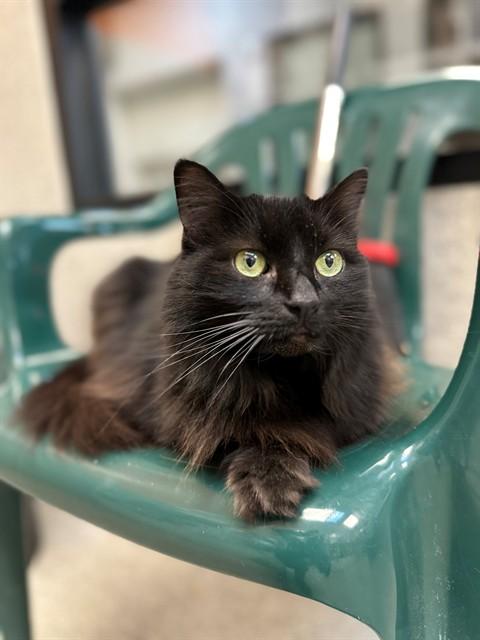 Enlarge ARTEMIS, a Adoptable Domestic Long Hair in San Luis Obispo, CA image 1/1