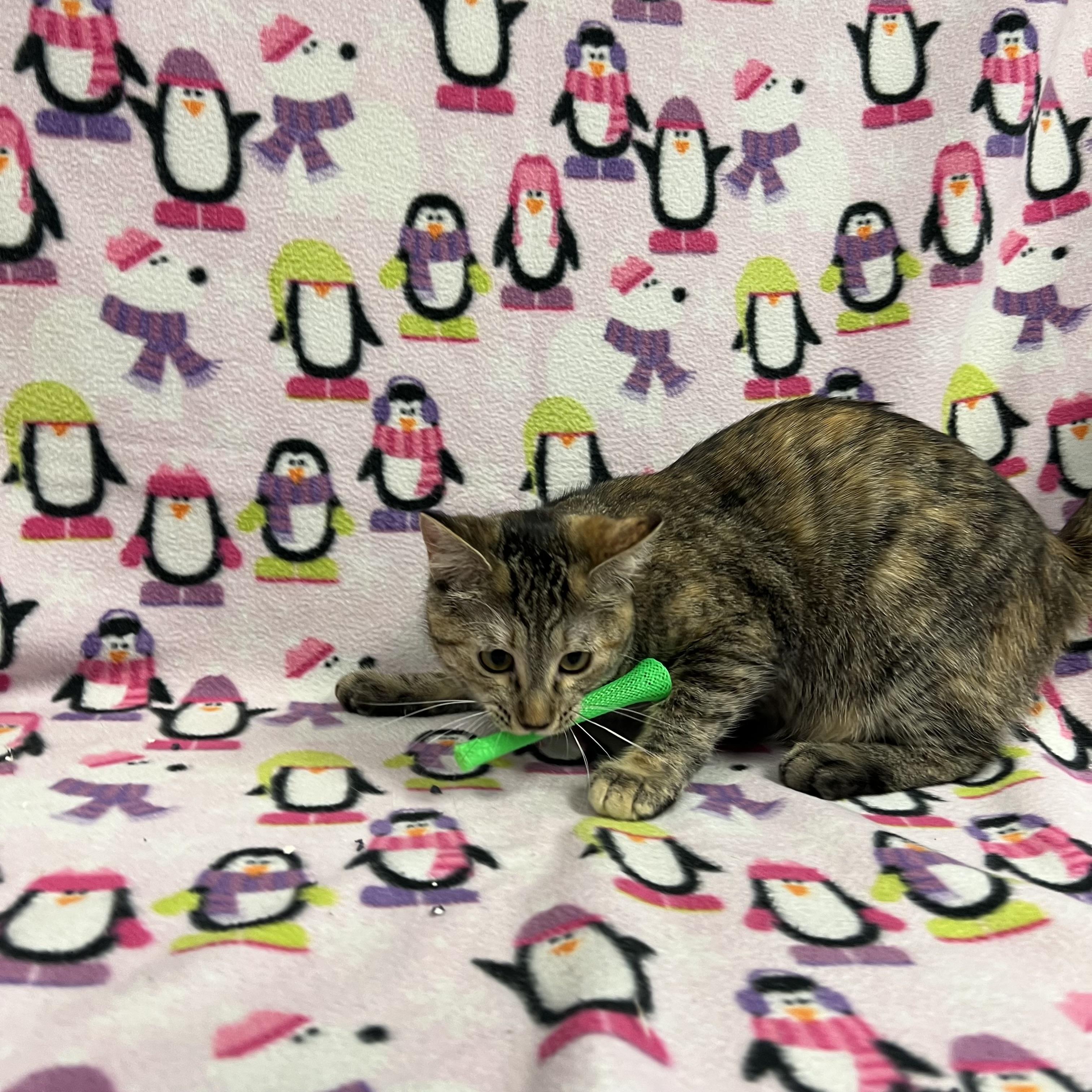 Comet, Adoptable, Young Female Domestic Short Hair.