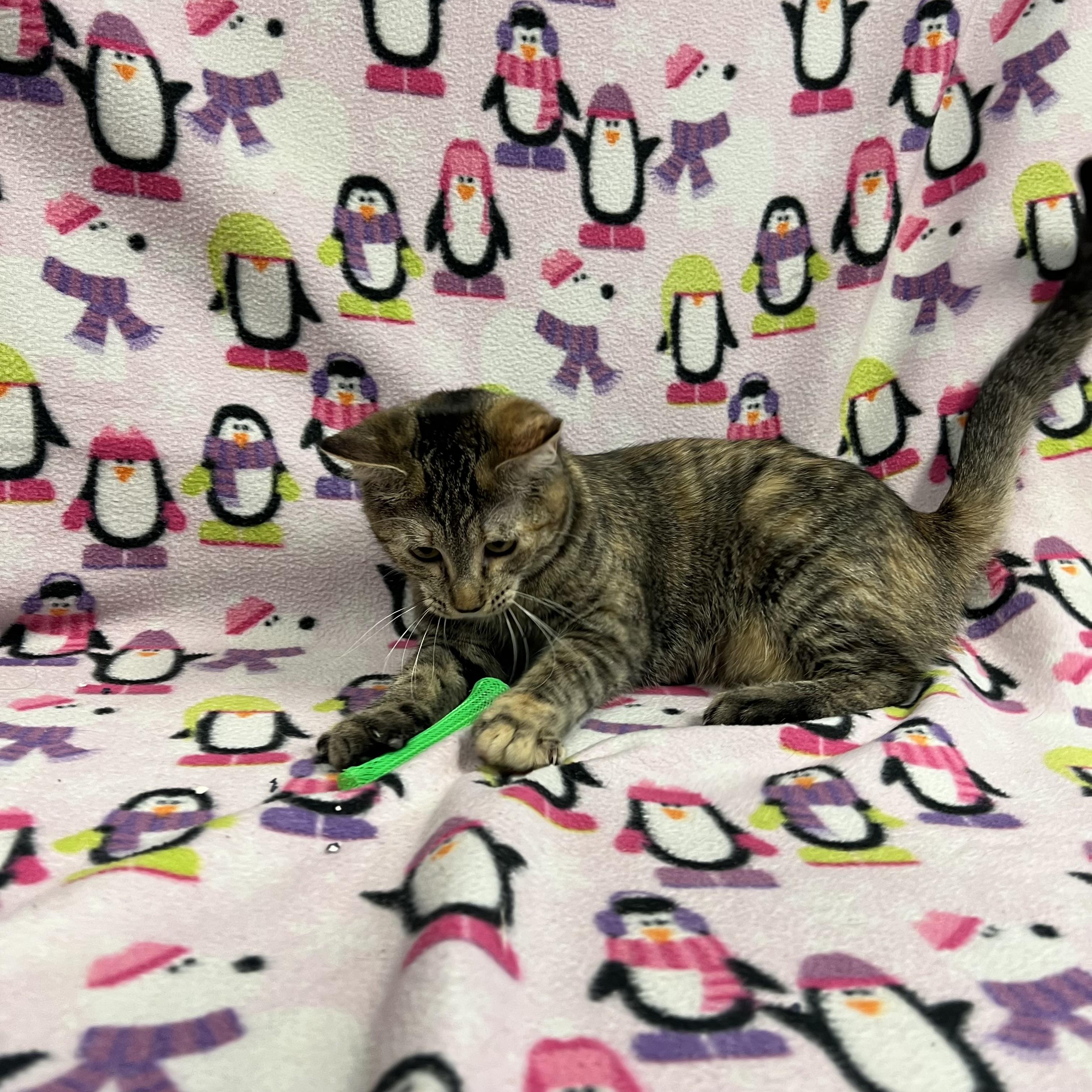 Comet, a Adoptable Domestic Short Hair in Fairmont, MN image 2/6