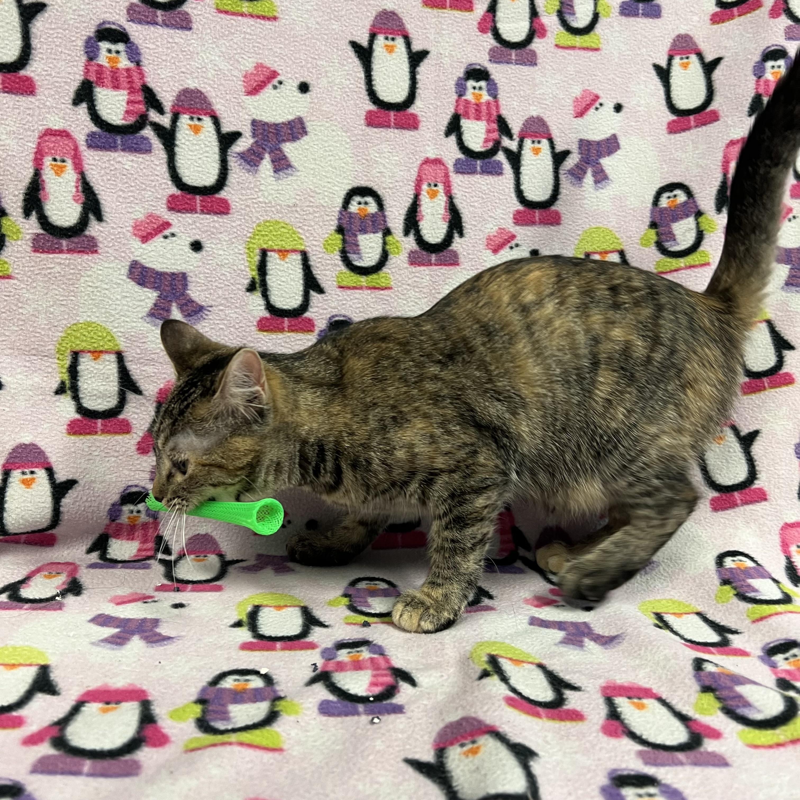 Comet, a Adoptable Domestic Short Hair in Fairmont, MN image 3/6