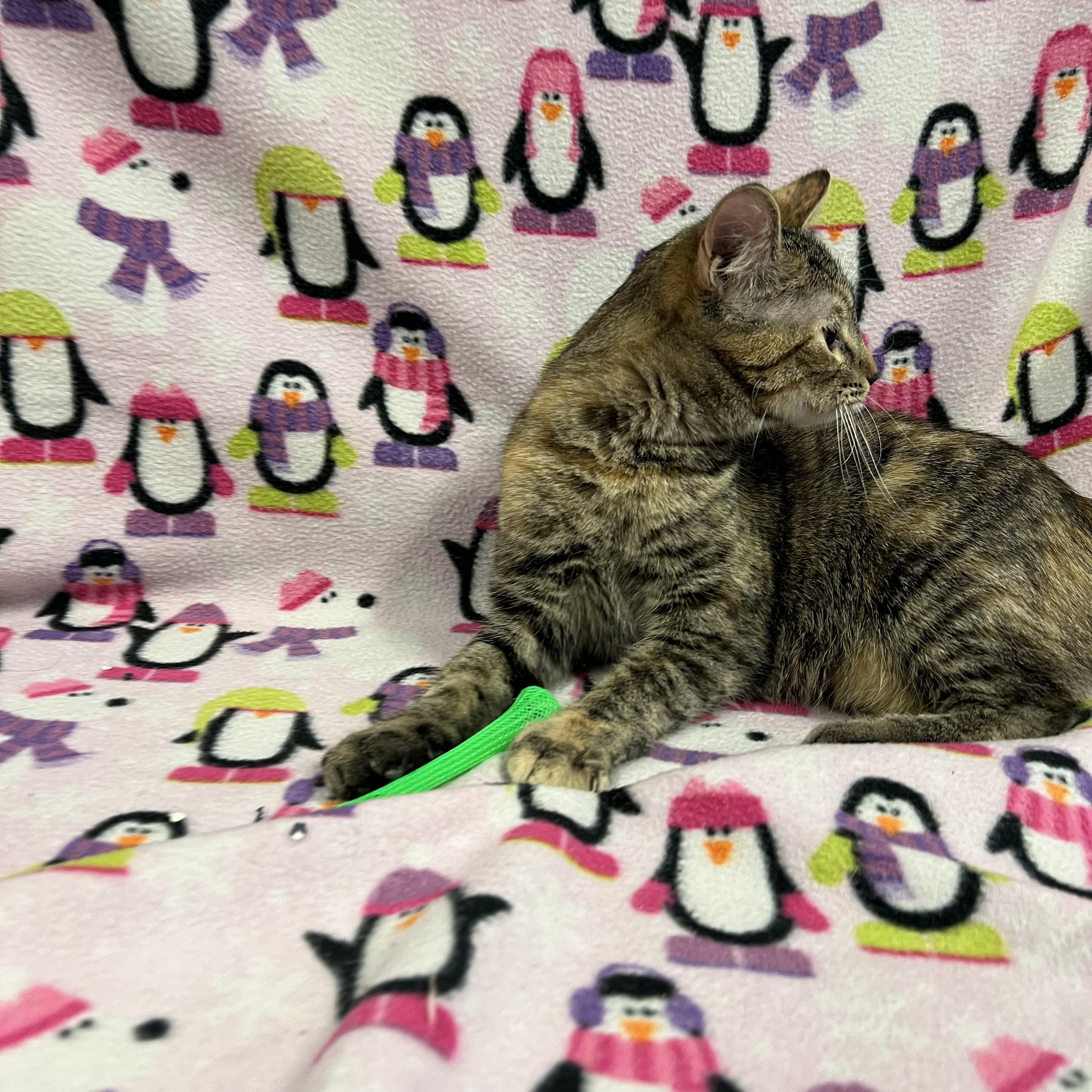 Comet, a Adoptable Domestic Short Hair in Fairmont, MN image 4/6