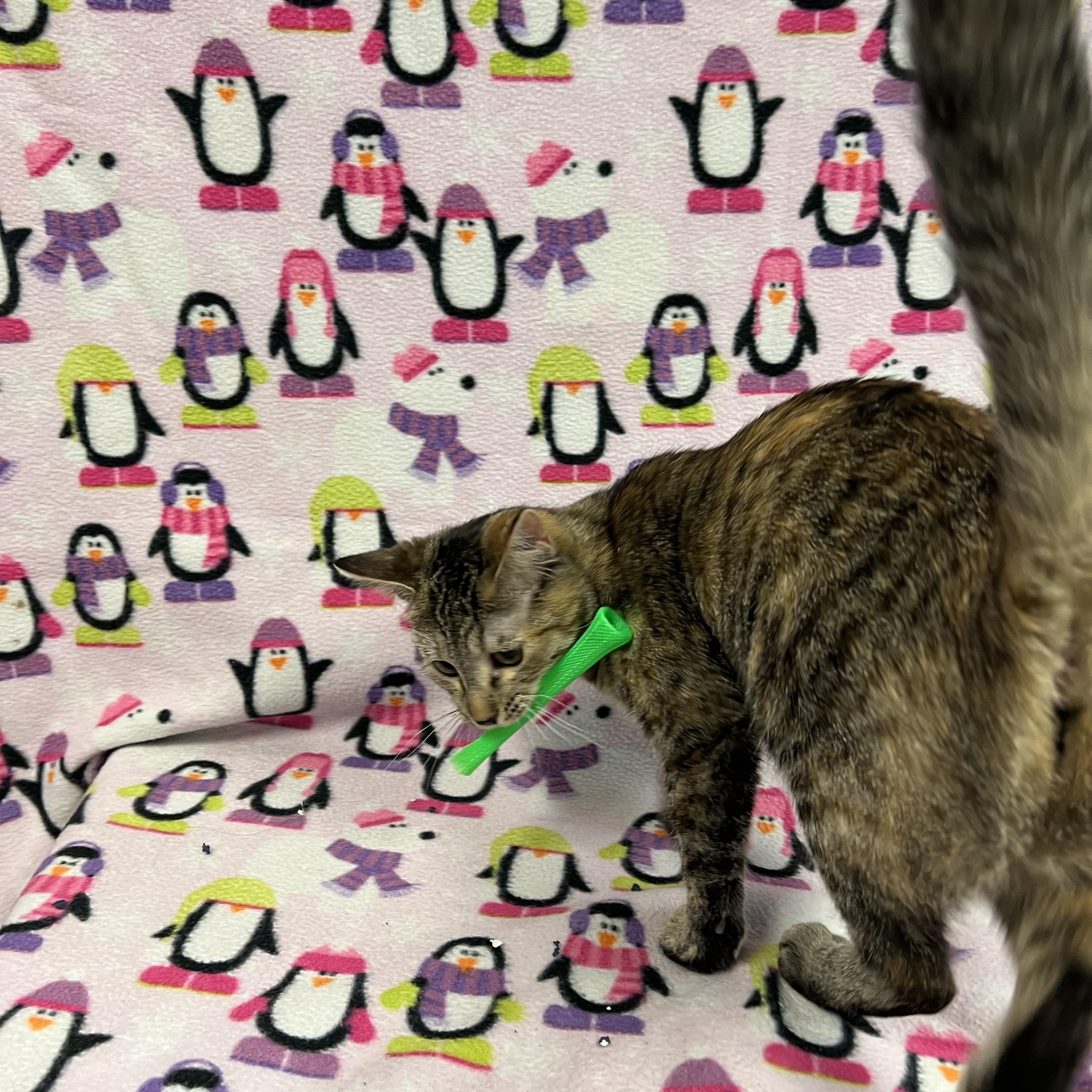 Comet, a Adoptable Domestic Short Hair in Fairmont, MN image 5/6