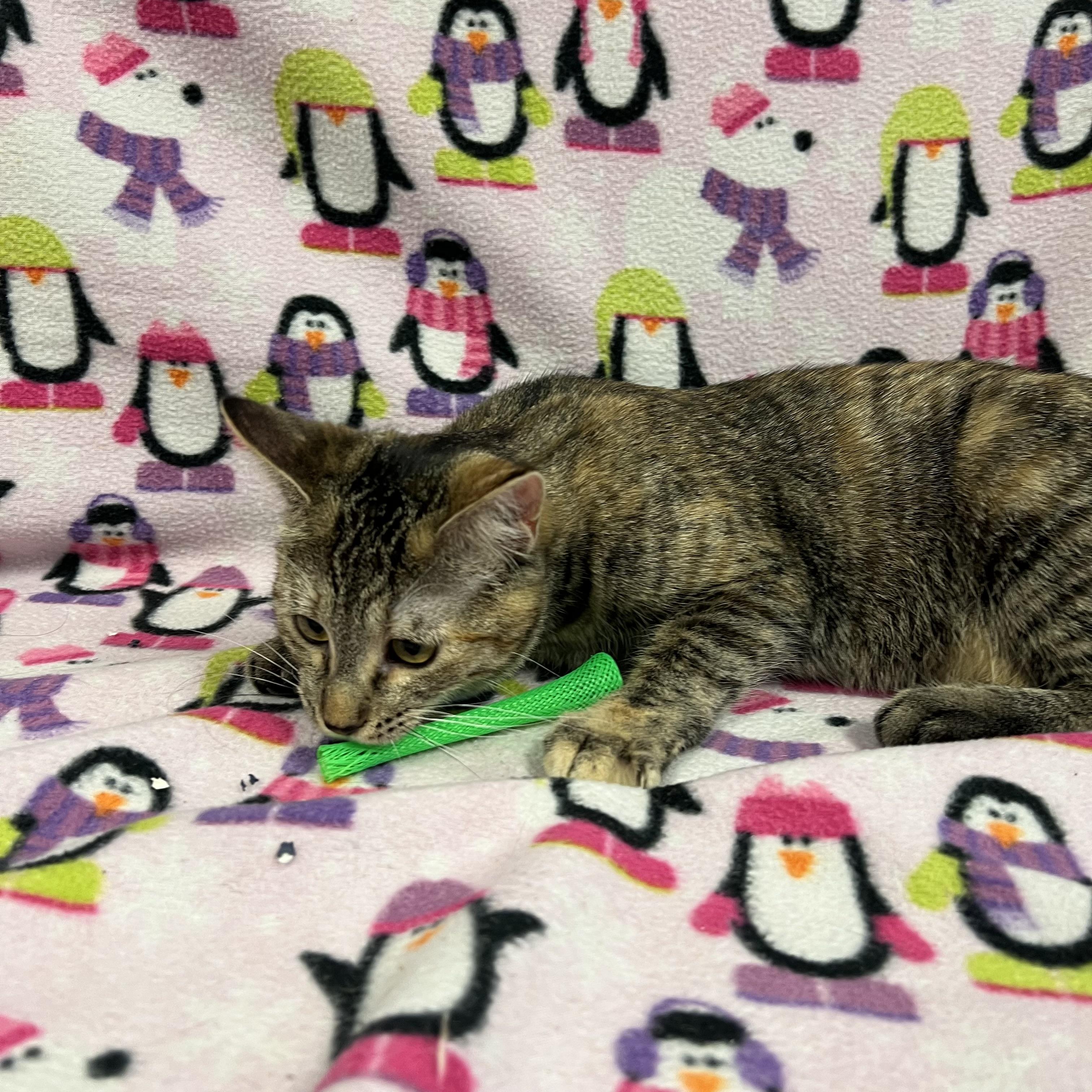 Comet, a Adoptable Domestic Short Hair in Fairmont, MN image 6/6