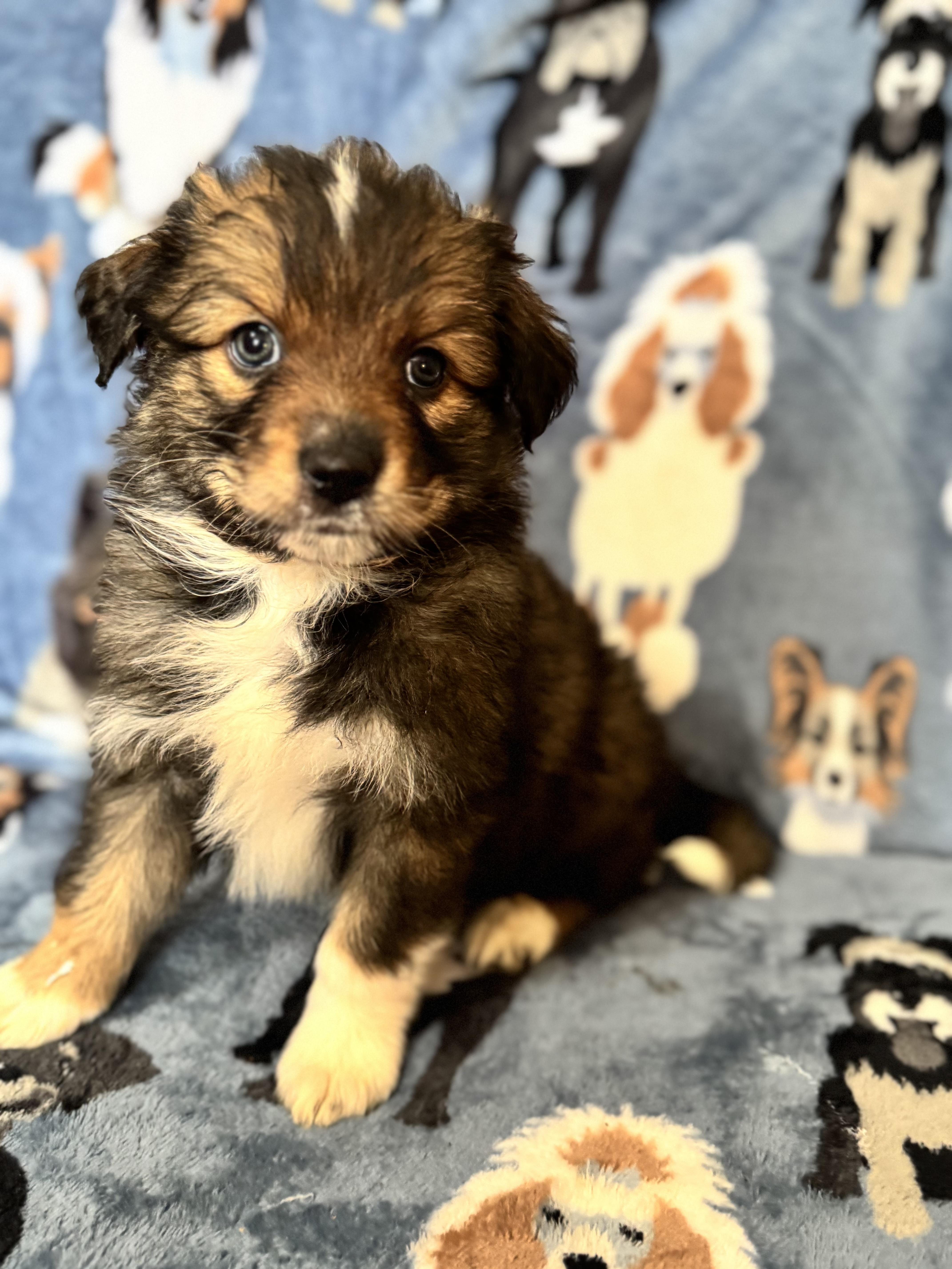 Wisp, adoptable, Puppy Male Pomeranian & Australian Shepherd.