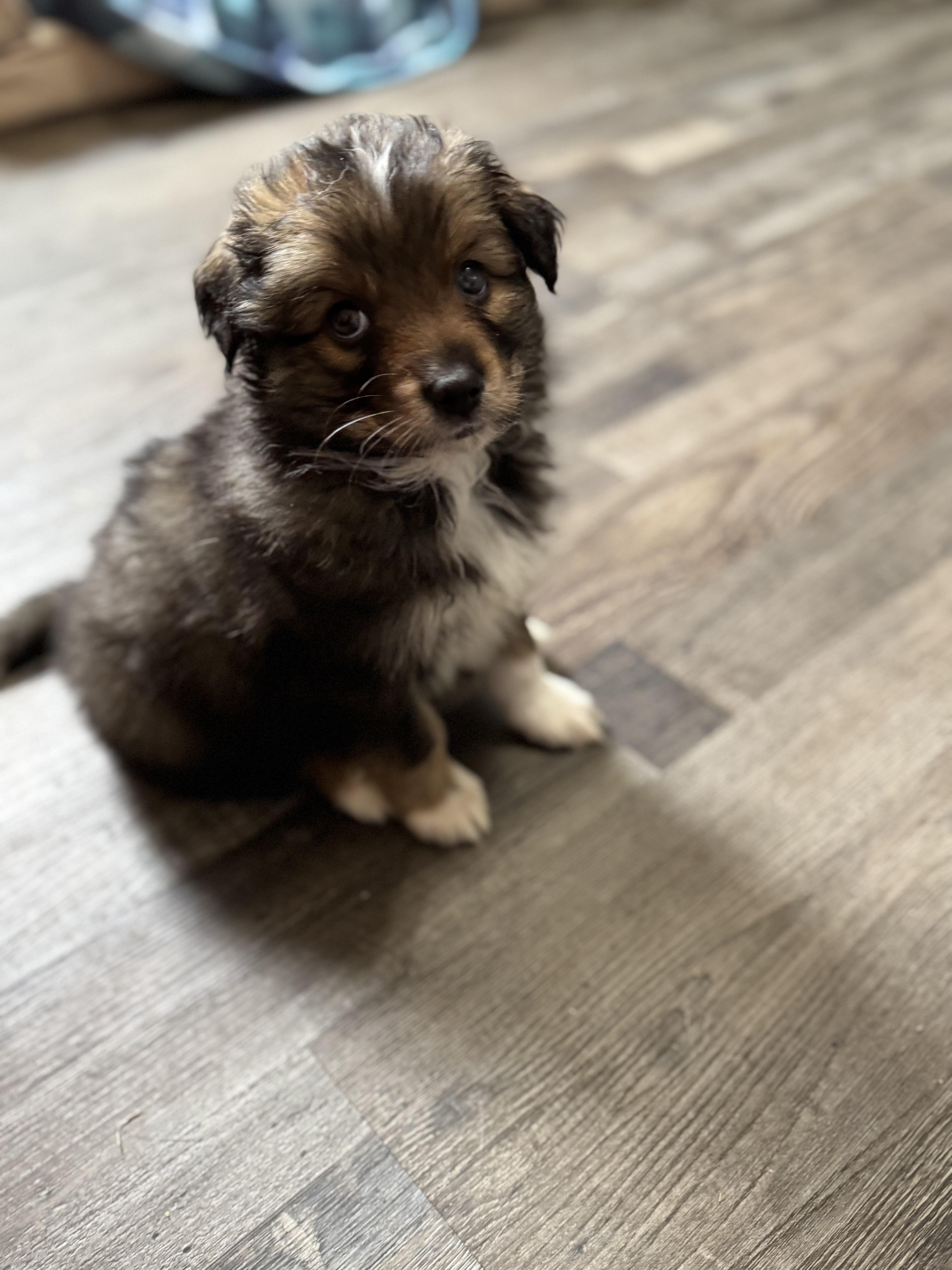 Enlarge Wisp, an adoptable mixed breed in Sequatchie, TN image 2/6