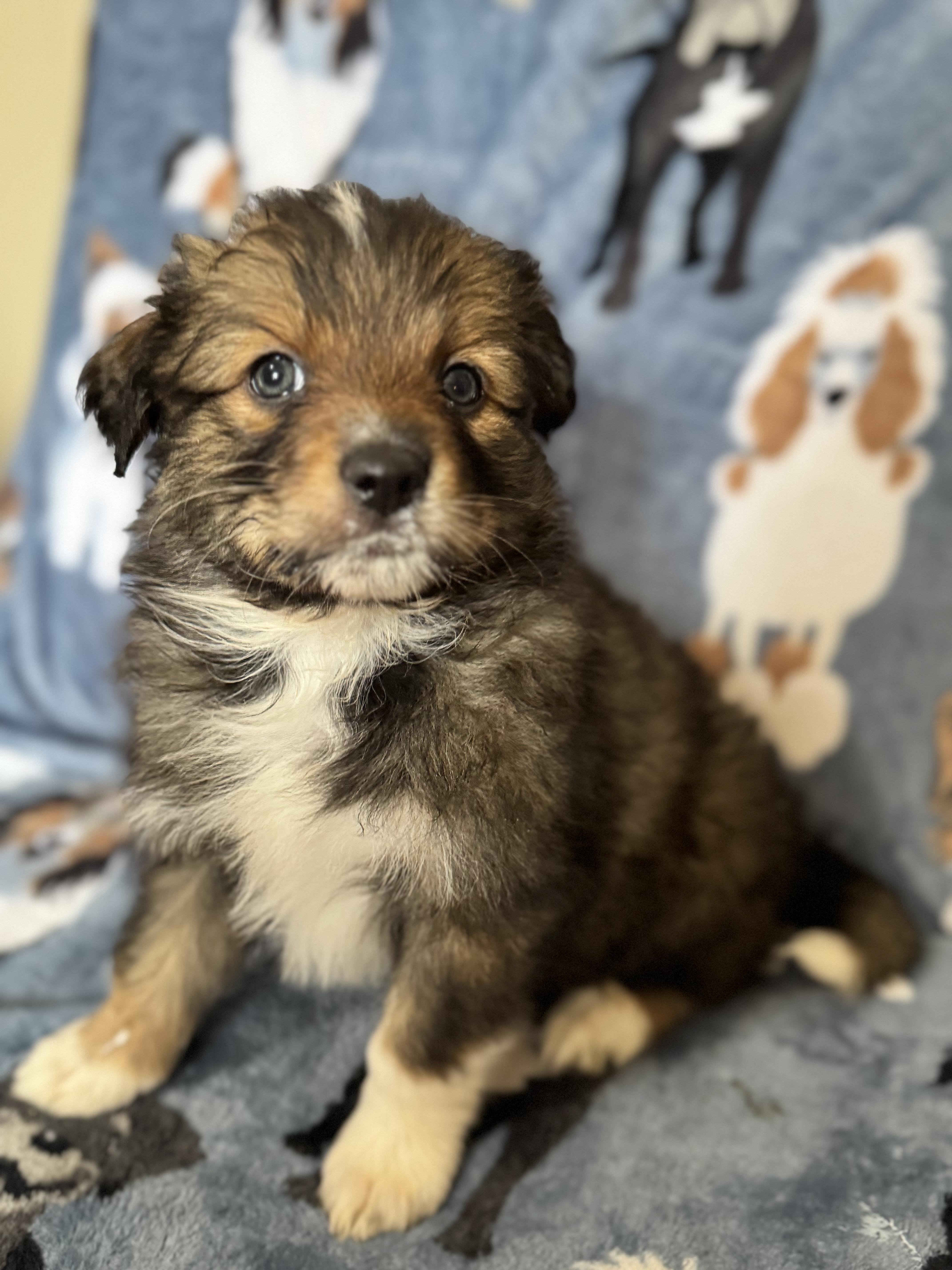 Enlarge Wisp, an adoptable mixed breed in Sequatchie, TN image 4/6
