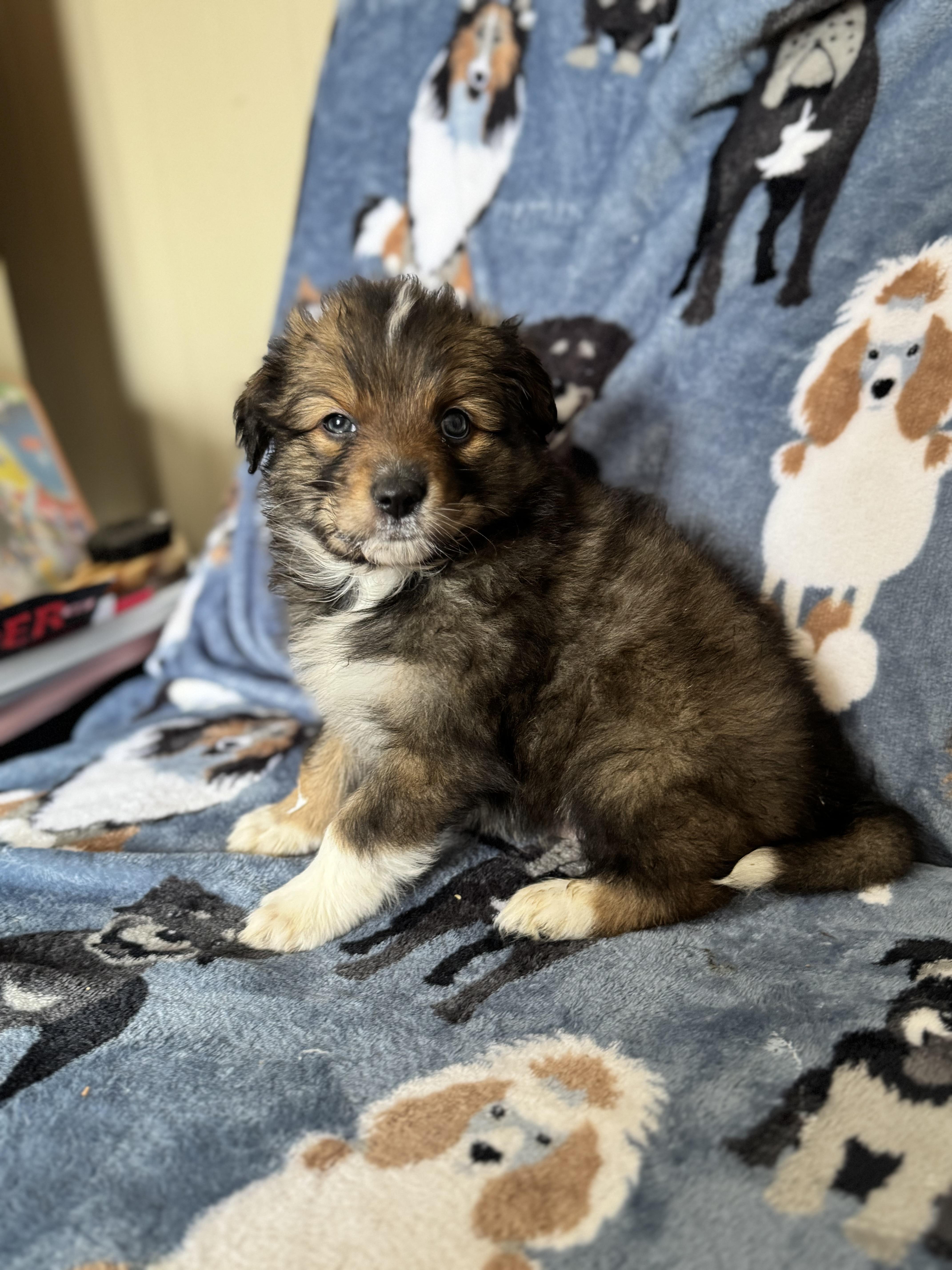 Enlarge Wisp, an adoptable mixed breed in Sequatchie, TN image 5/6