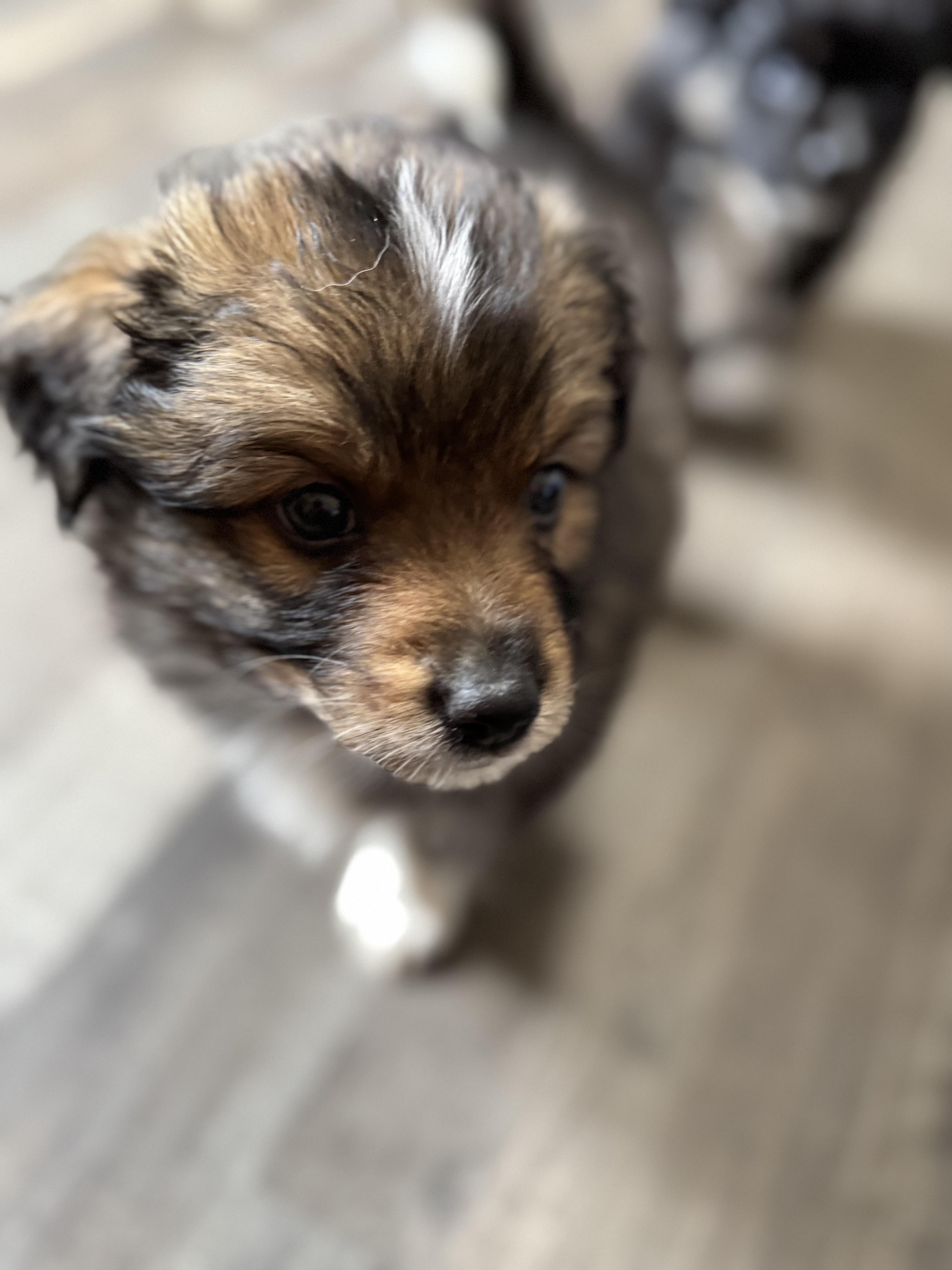 Enlarge Wisp, an adoptable mixed breed in Sequatchie, TN image 6/6