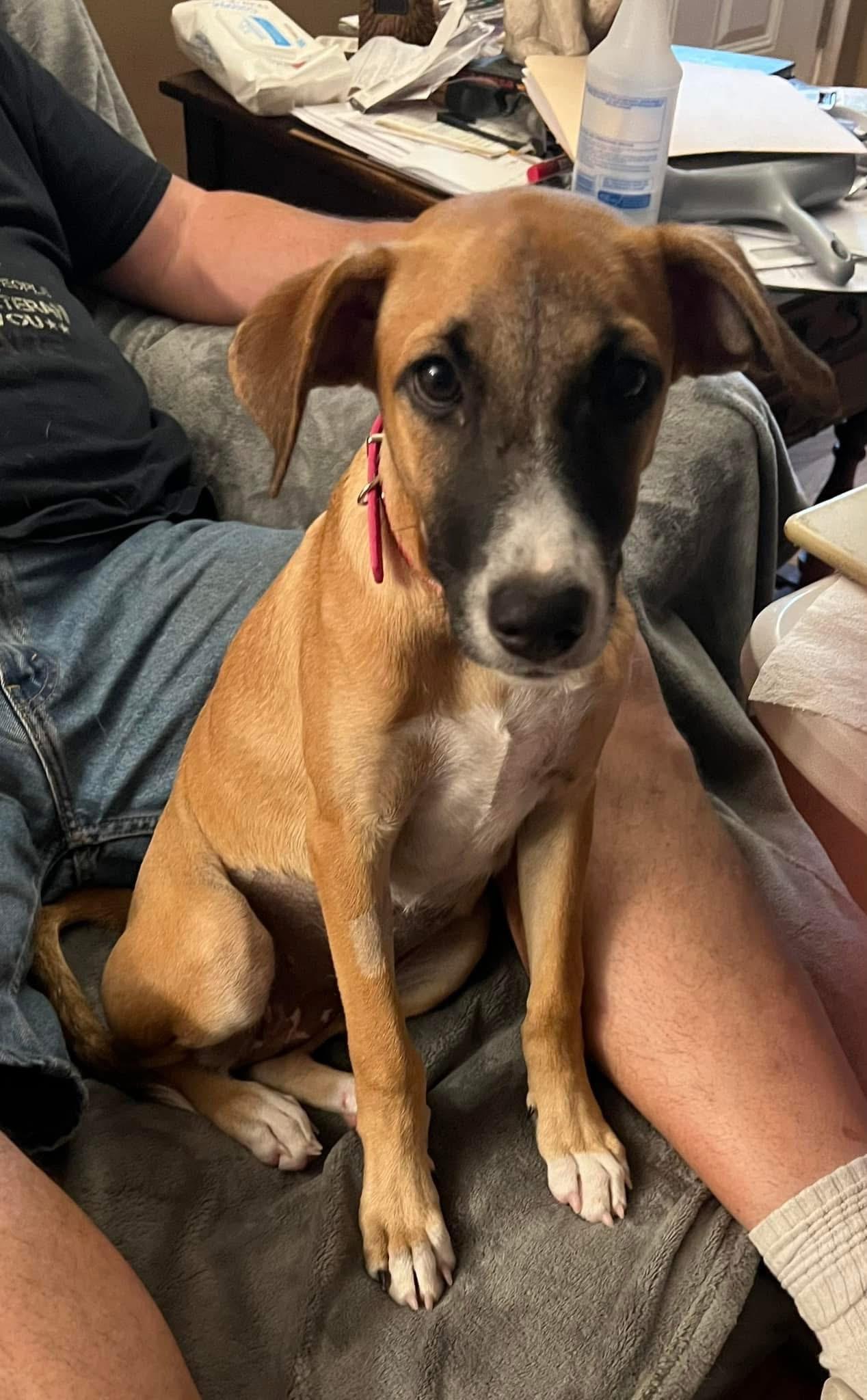 Gidget, Young Female Labrador Retriever