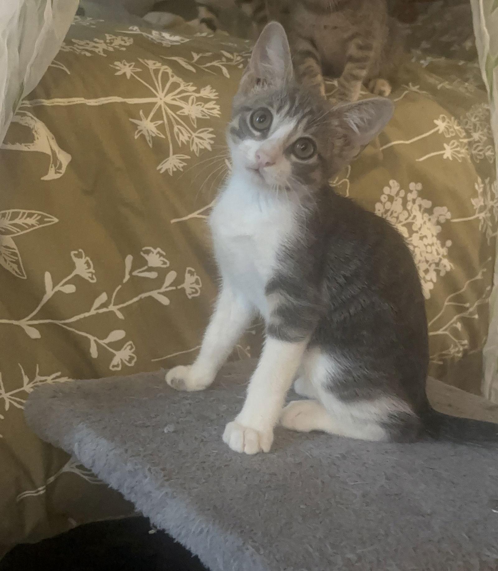 Del, Adoptable, Young Female Domestic Short Hair.