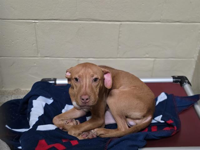 Enlarge CARMELLO, a Adoptable mixed breed in Aliquippa, PA image 1/1