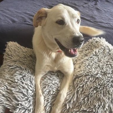 Enlarge Dale, a Adoptable mixed breed in Portland, OR image 3/5