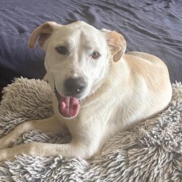Dale, Adoptable, Adult Male Labrador Retriever.