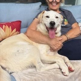 Enlarge Dale, a Adoptable mixed breed in Portland, OR image 1/5