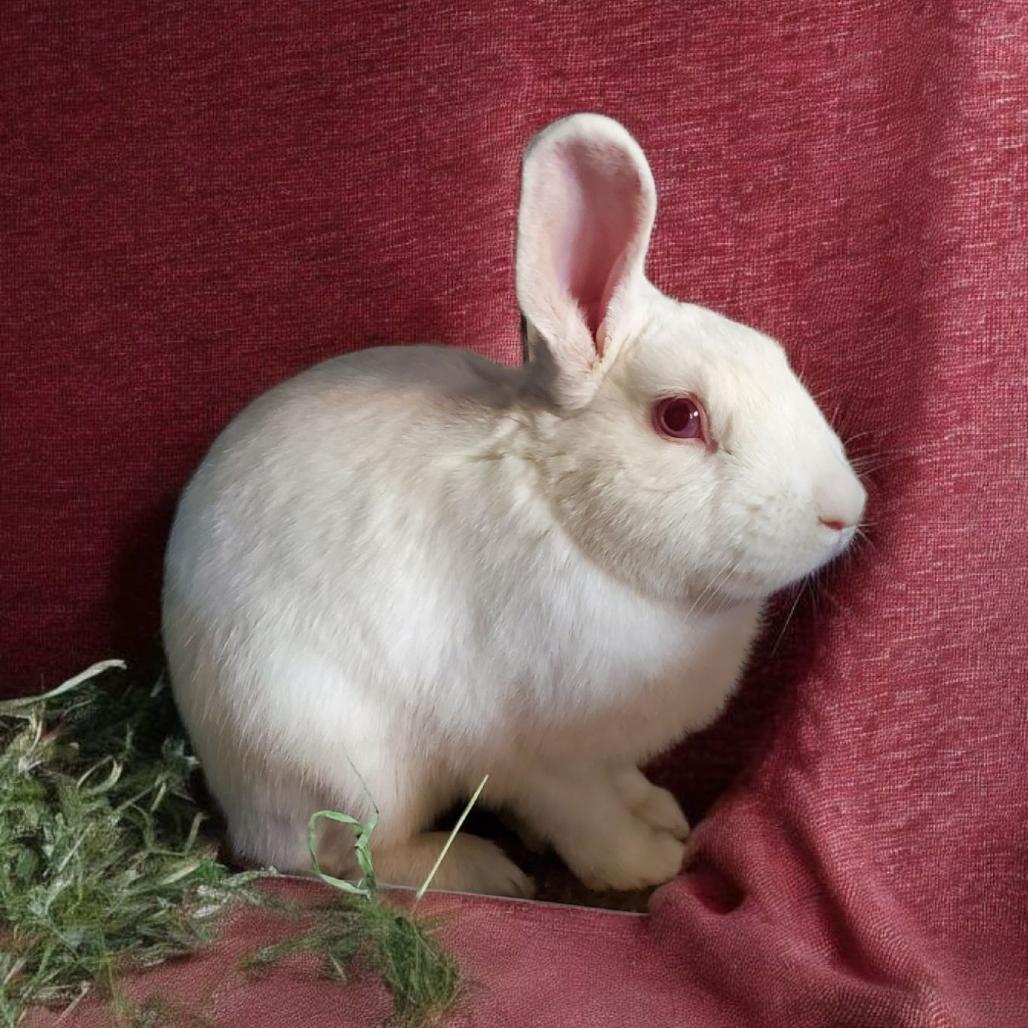 Oatmeal, Adoptable, Adult Male Florida White.