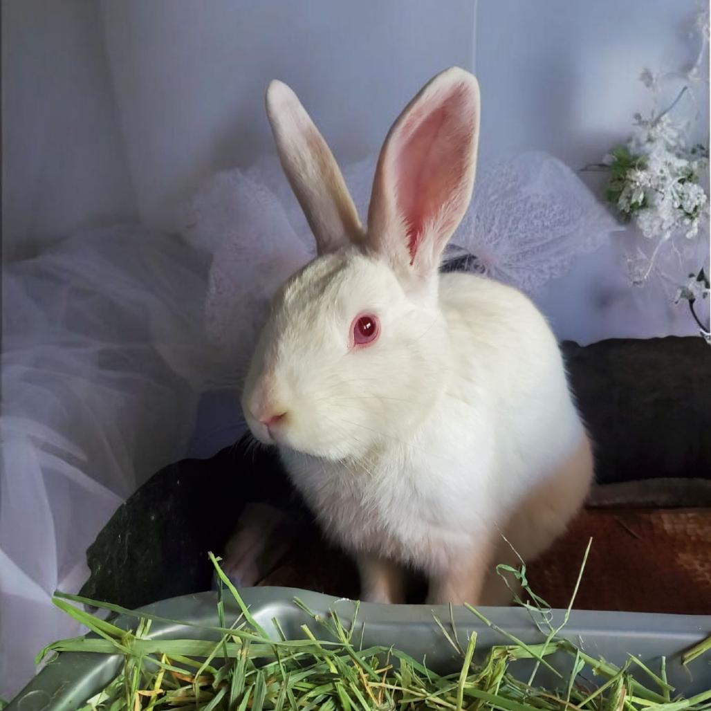 Enlarge Oatmeal, a Adoptable Florida White in Murrieta, CA image 3/3