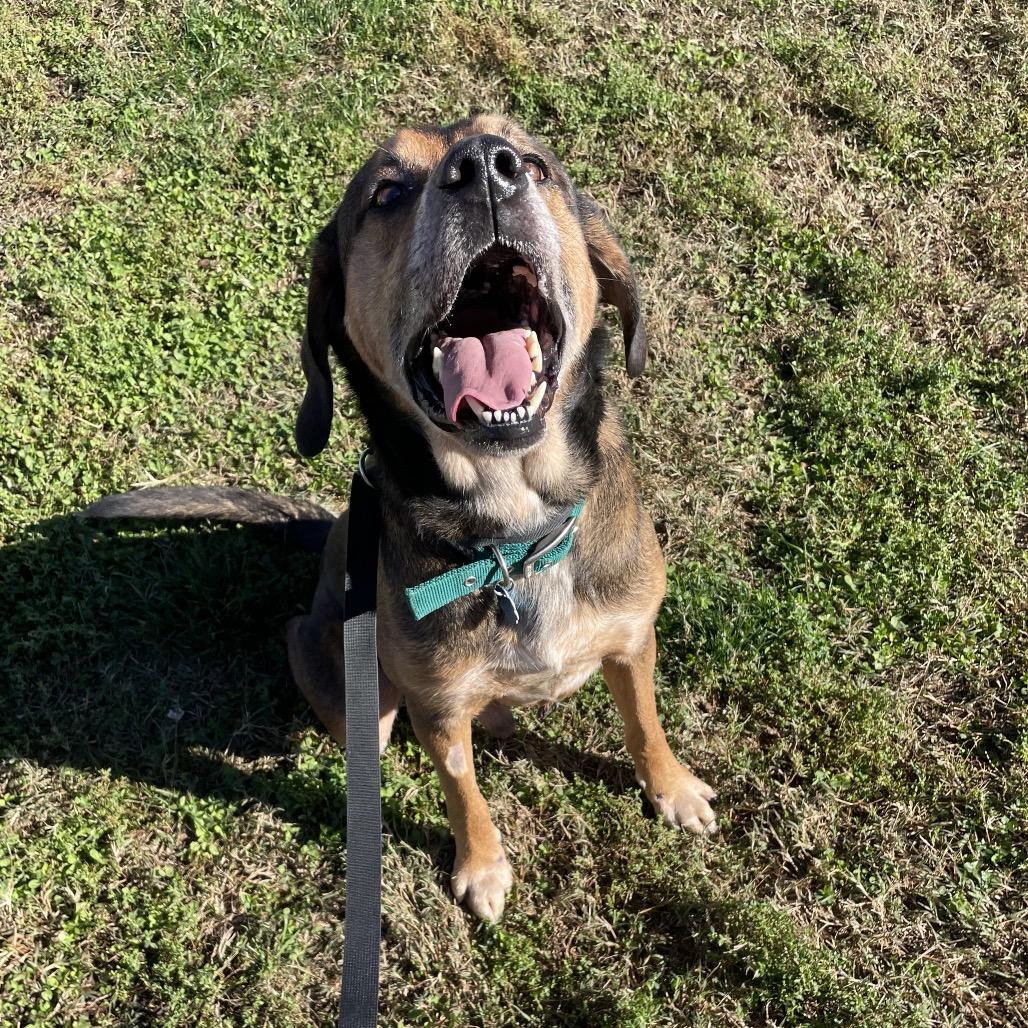 Copper, Adoptable, Adult Male Hound.