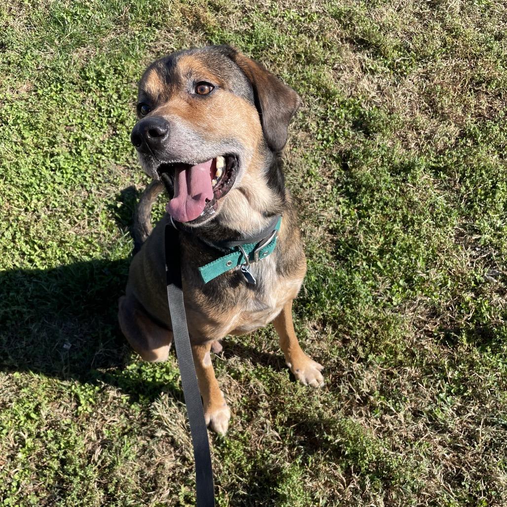 Copper, a Adoptable mixed breed in Springfield, MO image 2/6