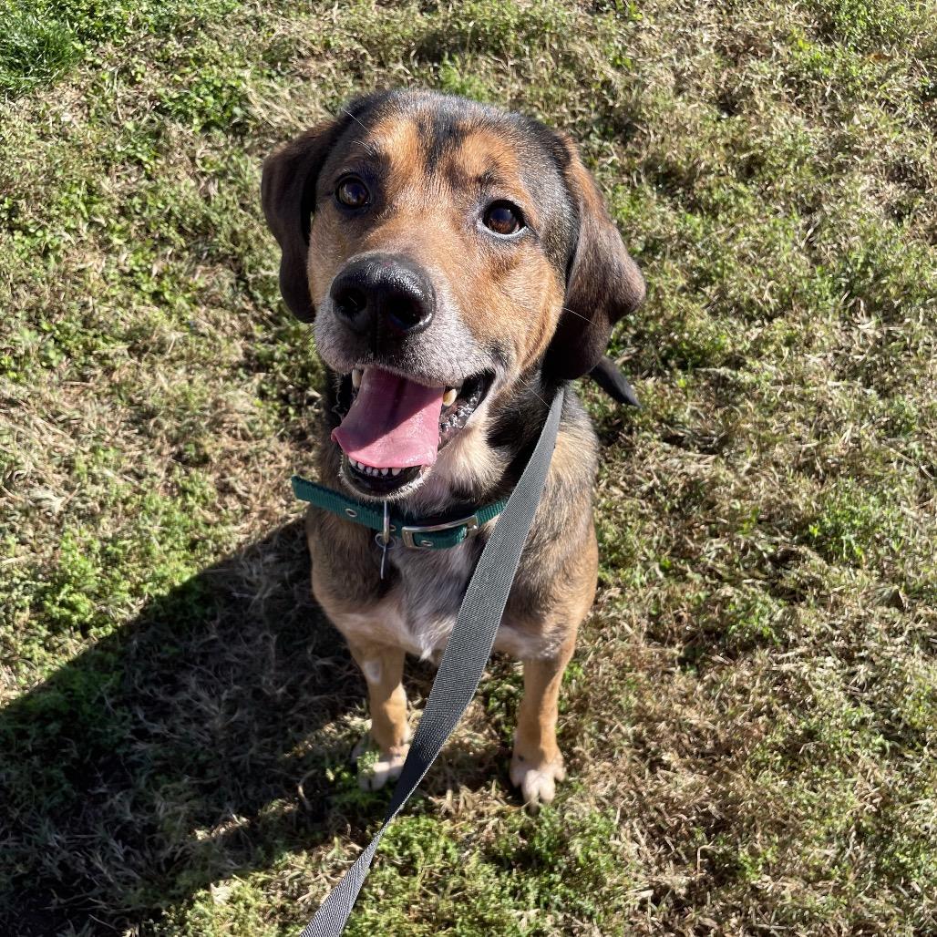 Copper, a Adoptable mixed breed in Springfield, MO image 4/6