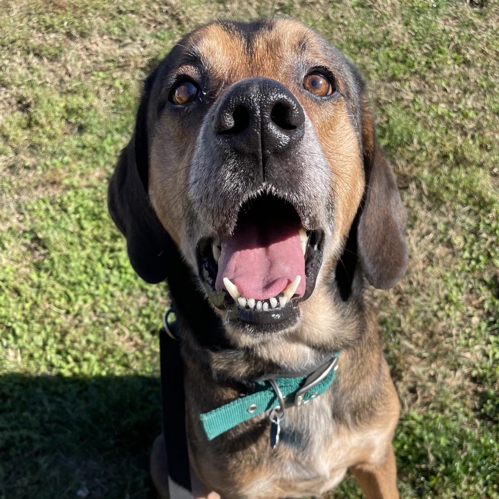 Copper, a Adoptable mixed breed in Springfield, MO image 5/6