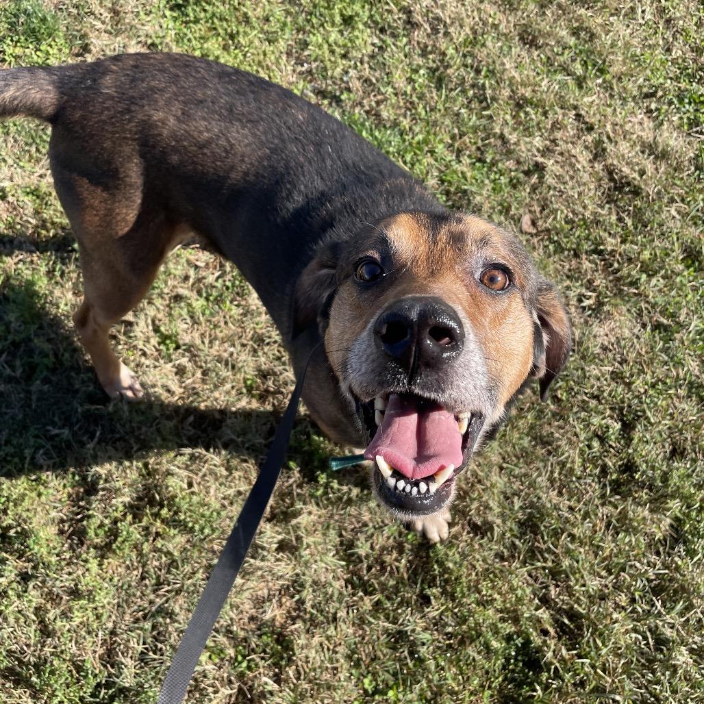 Copper, a Adoptable mixed breed in Springfield, MO image 6/6