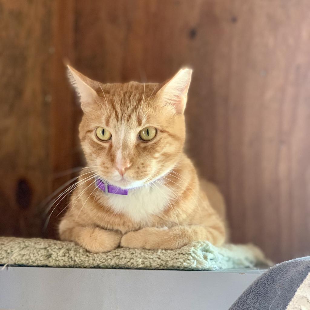 OJ, Adoptable, Senior Male Domestic Short Hair.