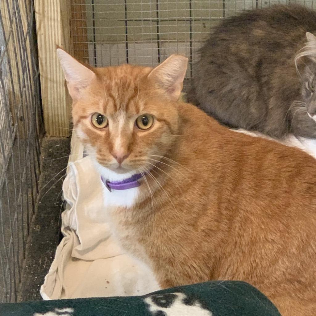 Enlarge OJ, a Adoptable Domestic Short Hair in Freeport, FL image 2/5
