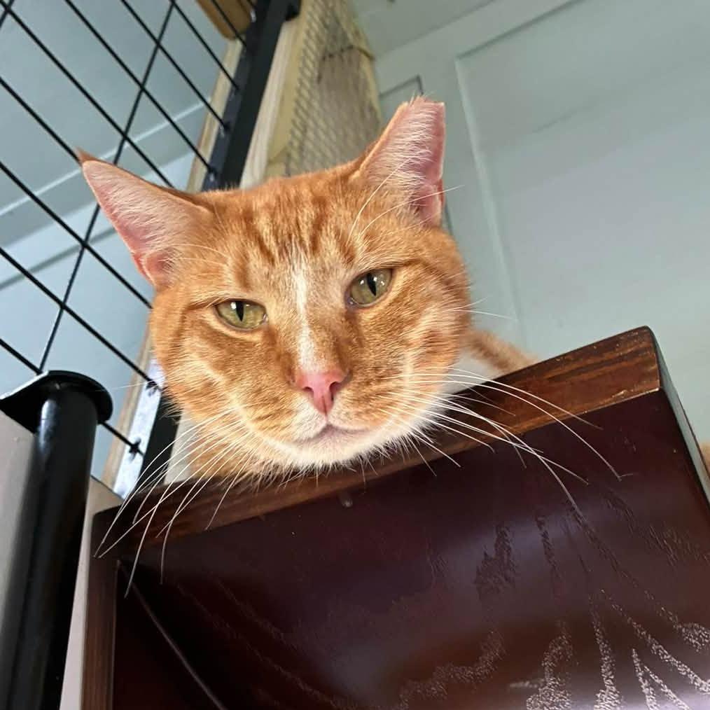 Enlarge OJ, a Adoptable Domestic Short Hair in Freeport, FL image 3/5