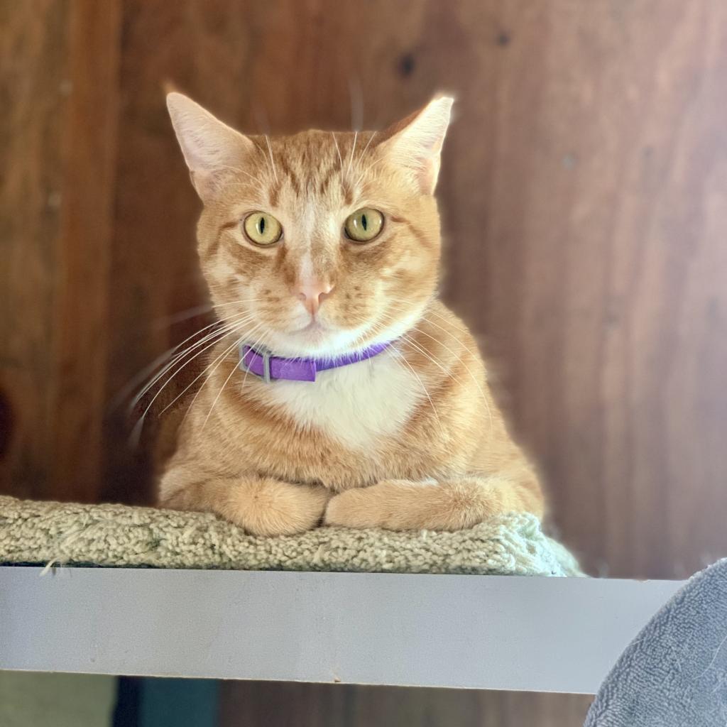 Enlarge OJ, a Adoptable Domestic Short Hair in Freeport, FL image 4/5
