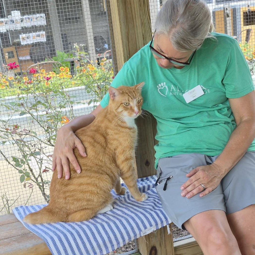 Enlarge OJ, a Adoptable Domestic Short Hair in Freeport, FL image 5/5
