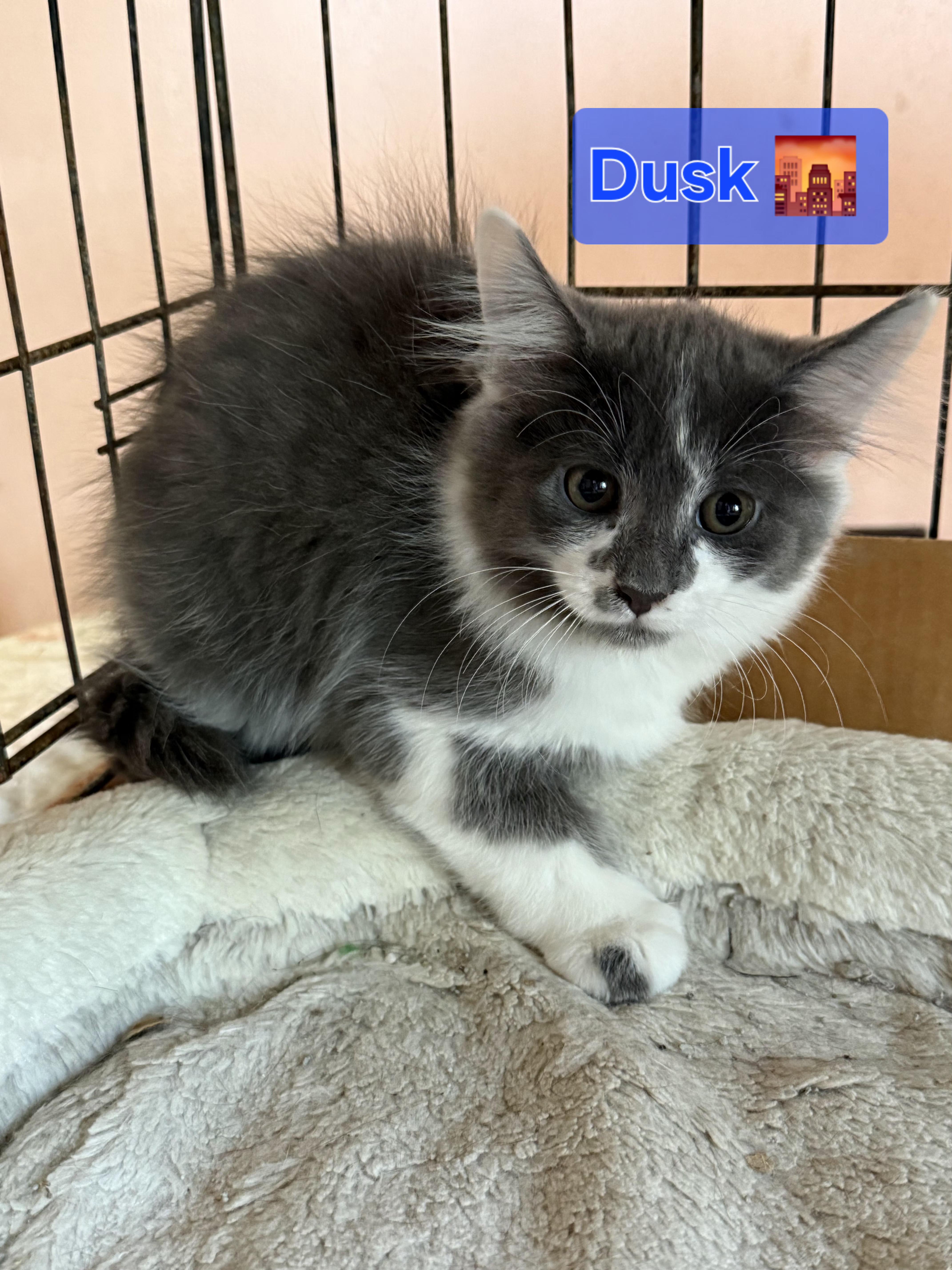 Dusk, adoptable, Kitten Male Domestic Long Hair.