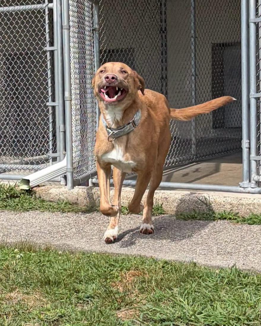 Enlarge Parker, a ADOPTABLE mixed breed in Cranston, RI image 2/2