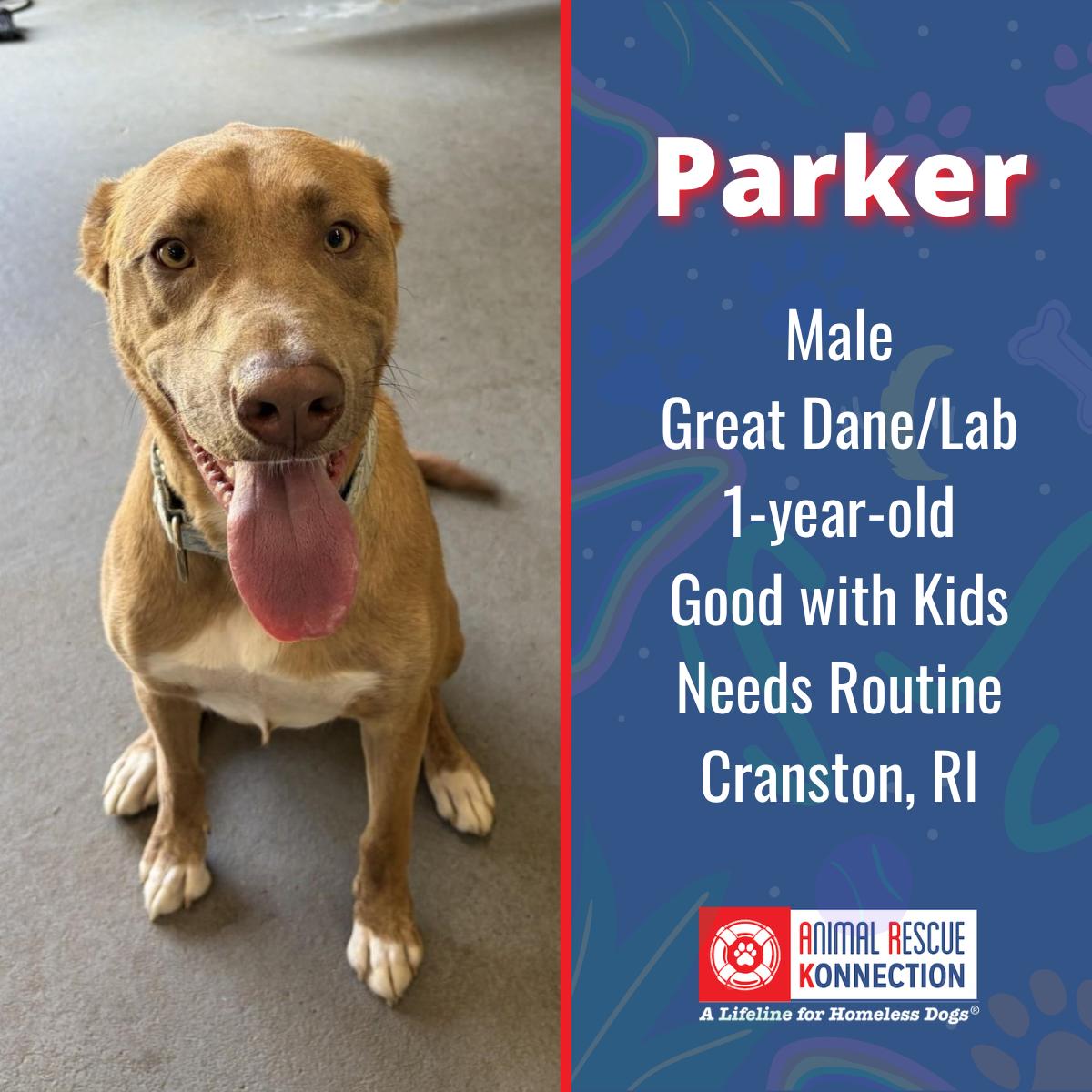 Parker, ADOPTABLE, Young Male Great Dane & Labrador Retriever.
