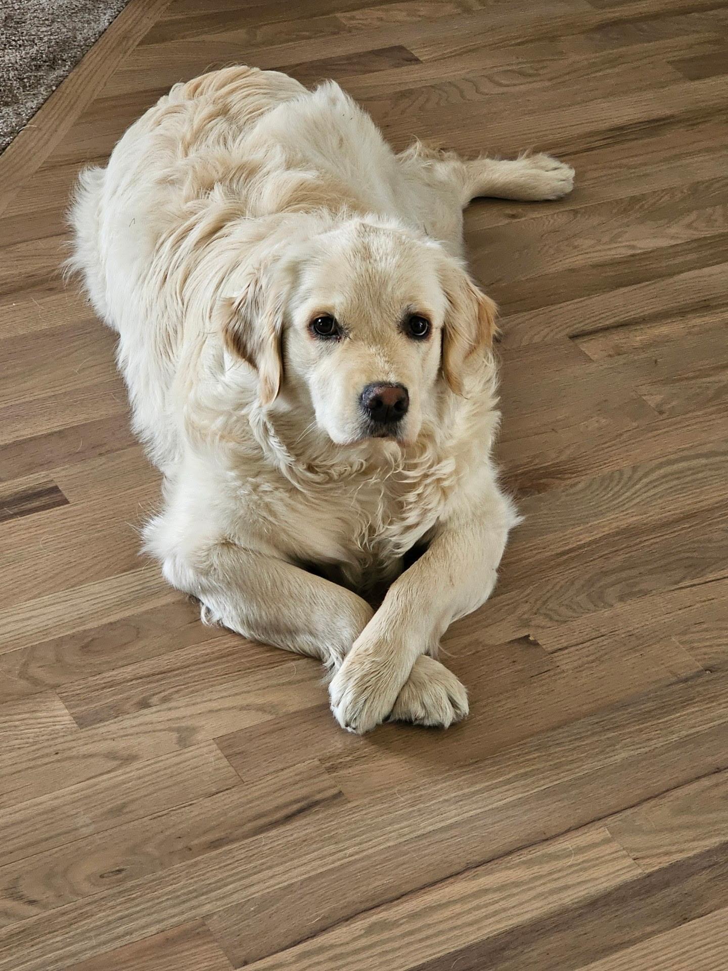 Nakia, a Adopted Golden Retriever in Westminster, CO image 3/3