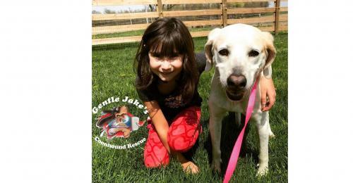 Kentucky Foster Homes Needed, a Adoptable Coonhound in florence, KY image 2/6