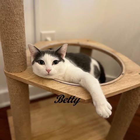Betty (Betty ADORES children. Bring yours to The Kitten Around Cat Lounge to meet her)