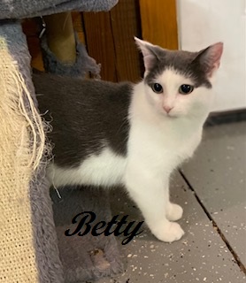 Betty (Betty ADORES children), a Adoptable Domestic Short Hair in Southern Pines, NC image 5/6