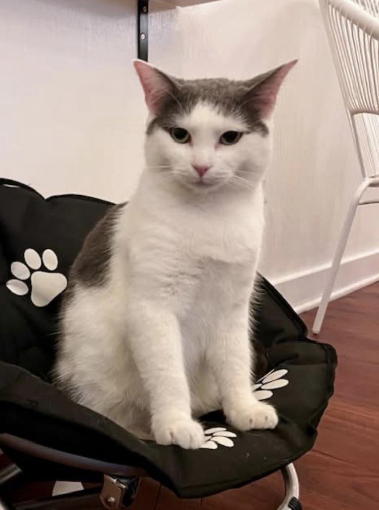 Betty (Betty ADORES children), a Adoptable Domestic Short Hair in Southern Pines, NC image 4/6