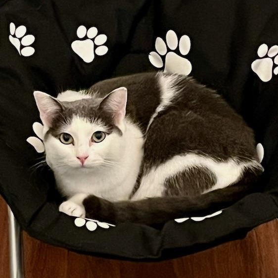 Betty (Betty ADORES children. Bring yours to The Kitten Around Cat Lounge to meet her)