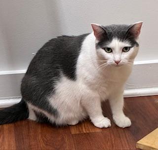 Betty (Betty ADORES children), Adoptable, Young Female Domestic Short Hair.