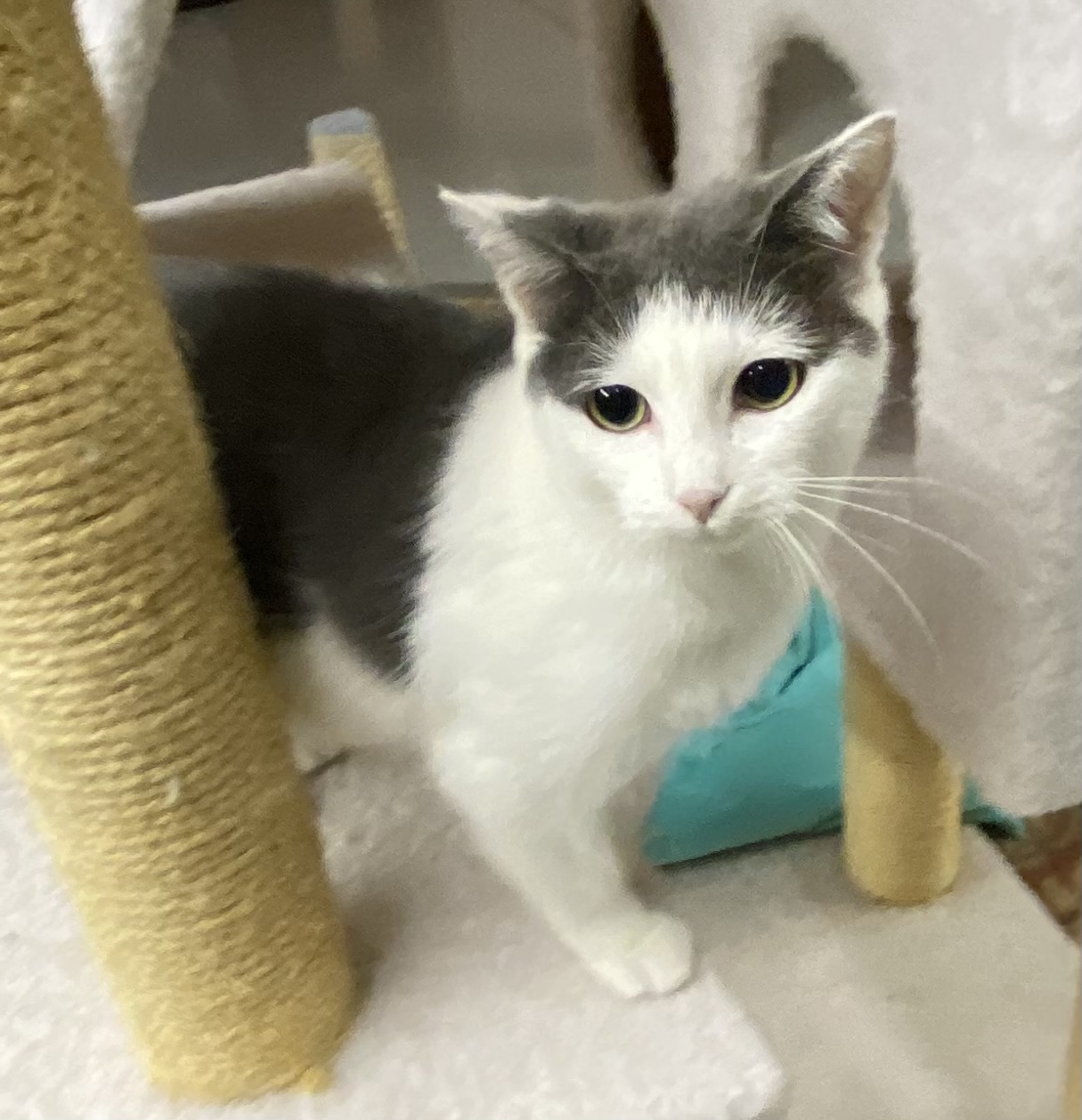 Betty (Betty ADORES children. Bring yours to The Kitten Around Cat Lounge to meet her)