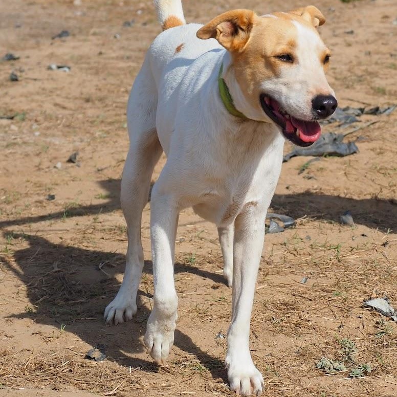 Enlarge Carlitos, a Adoptable mixed breed in Las Jarretaderas, NAY image 1/6
