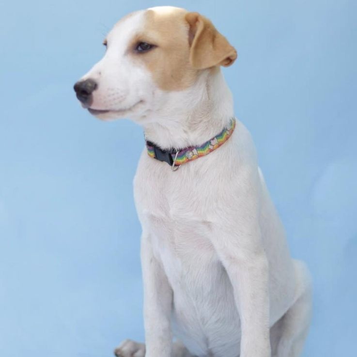 Carlitos, a Adoptable mixed breed in Las Jarretaderas, NAY image 5/6