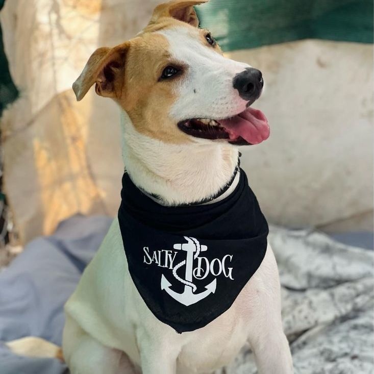 Carlitos, a Adoptable mixed breed in Las Jarretaderas, NAY image 2/6