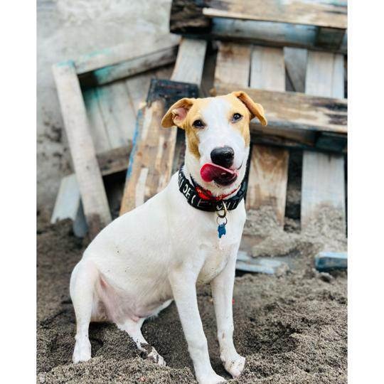 Carlitos, a Adoptable mixed breed in Las Jarretaderas, NAY image 4/6